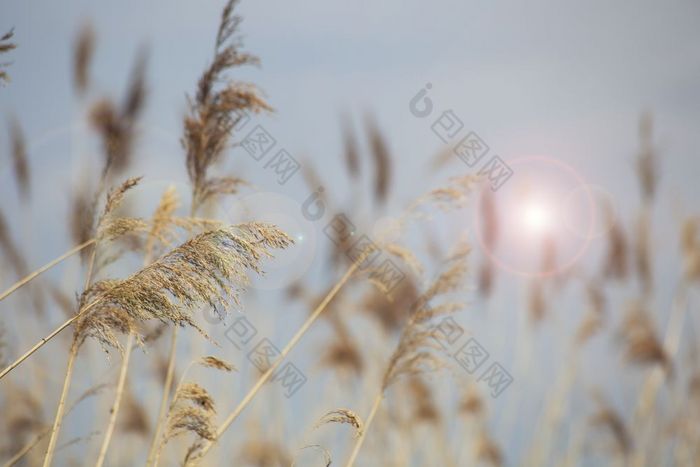 里德草布鲁姆科学的名字芦苇南极光故意模糊轻轻摇摆的风的海岸池塘风特写镜头黑色的和白色里德草布鲁姆科学的名字芦苇南极光故意模糊轻轻摇摆的风的海岸池塘风