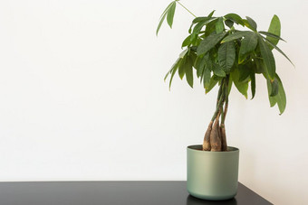 绿色室内植物表格对白色墙现代设计色彩斑斓的绿色室内植物表格对白色墙现代设计