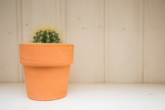 仙人掌植物能盆栽仙人掌房子植物白色架子上木背景纹理仙人掌植物能盆栽仙人掌房子植物白色架子上木背景