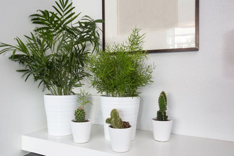室内植物白色锅和白色背景生活房间装饰现代设计与空白绘画室内植物白色锅和白色背景生活房间装饰现代设计