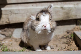 新出生兔子的兔子沙子花园的宠物毛