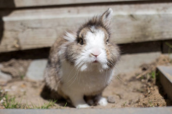 新出生兔子可爱的兔子沙子花园可爱的宠物毛茸茸的新出生兔子可爱的兔子沙子花园可爱的宠物