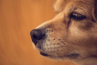 关闭拍摄狗鼻子狗鼻子和脸与棕色（的）背景动物宠物美关闭拍摄狗鼻子狗鼻子和脸与棕色（的）背景动物宠物