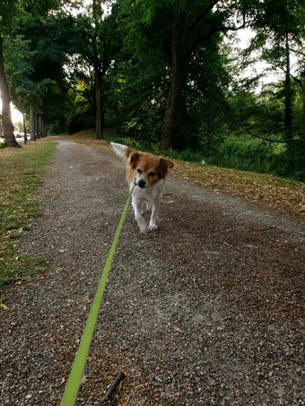 老板走与狗的公园听话宠物皮带与他的老板可爱的老板走与狗的公园听话宠物皮带与他的老板