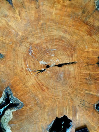 树桩橡木部分的树干与年度环树树干背景纹理特写镜头树桩橡木部分的树干与年度环树树干背景纹理