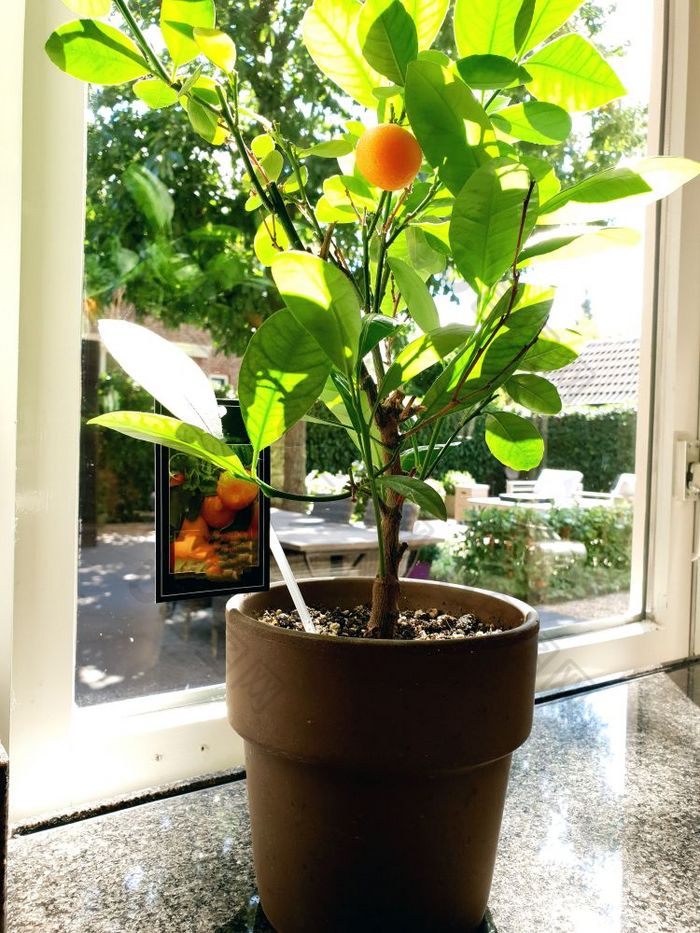 盆栽橙色植物附近窗口首页健康的水果特写镜头盆栽橙色植物附近窗口首页健康的水果