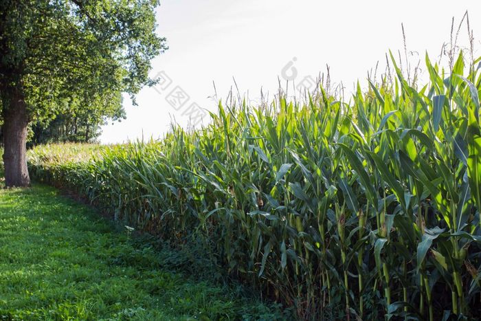 明亮的日落在玉米场的荷兰农业和收获绿色自然明亮的日落在玉米场的荷兰农业和收获