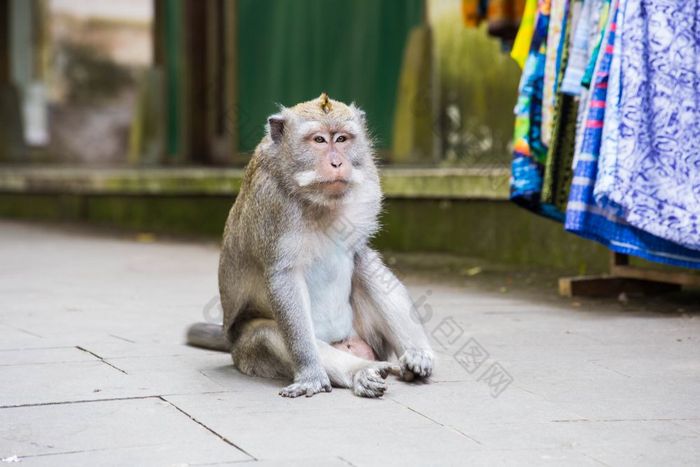猴子坐着水泥路脂肪猴子坐着野生动物特写镜头猴子坐着水泥路脂肪猴子坐着野生动物