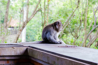的猴子坐着和看走了的丛林一边视图的猴子坐着外水平在户外拍摄野生动物自然的猴子坐着和看走了的丛林一边视图的猴子坐着外水平在户外拍摄野生动物