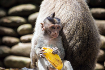 可爱的野生婴儿猴子持有香蕉皮附近妈妈。野生动物丛林可爱的野生婴儿猴子持有香蕉皮附近妈妈。野生动物