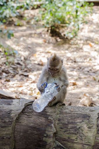 <strong>猴子</strong>持有塑料瓶坏环境照片采取巴厘岛印尼不健康的<strong>猴子</strong>持有塑料瓶坏环境照片采取巴厘岛印尼