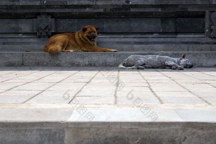 两个可爱的流浪狗说谎的街的灰色一个睡觉和的棕色（的）狗醒着的美丽的皮毛两个可爱的流浪狗说谎的街的灰色一个睡觉和的棕色（的）狗醒着的