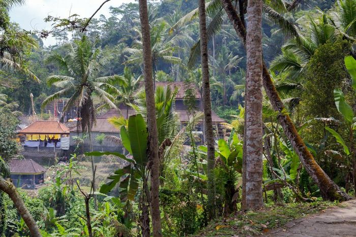 美丽的景观热带印尼热带雨林棕榈树和村附近自然美丽的景观热带印尼热带雨林棕榈树和村附近
