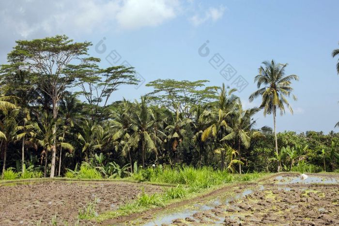热带丛林棕榈树和大米字段令人惊异的视图乌布巴厘岛印尼景观热带丛林棕榈树和大米字段令人惊异的视图乌布巴厘岛印尼