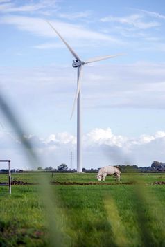 风车与新鲜的绿色草和清晰的蓝色的天空夏天能源概念与牛场风车与新鲜的绿色草和清晰的蓝色的天空夏天能源概念与牛的场
