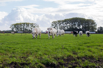 集团牛放牧绿色草地与蓝色的多云的天空与高速公路的背景家庭集团牛放牧绿色草地与蓝色的多云的天空与高速公路的背景