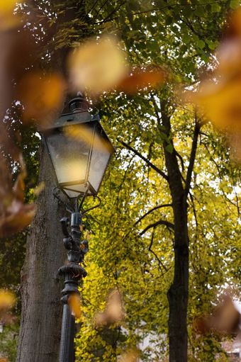 燃烧路灯柱与下降树叶的秋天色彩斑斓的金橙色和黄色的颜色森林景观特写镜头秋天概念燃烧路灯柱与下降树叶的秋天色彩斑斓的金橙色和黄色的颜色森林景观特写镜头