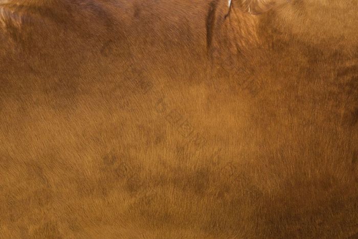 棕色（的）牛皮革背景纹理自然织物概念特写镜头棕色（的）牛皮革背景纹理自然织物概念
