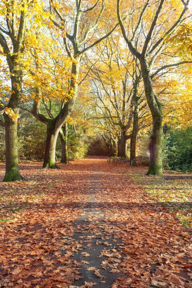 路的秋天与高树和许多树叶的颜色黄色的和橙色公园美丽的路的秋天与高树和许多树叶的颜色黄色的和橙色公园