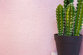 绿色仙人掌的背景明亮的粉红色的墙背景纹理现代设计特写镜头绿色仙人掌的背景明亮的粉红色的墙背景纹理现代设计
