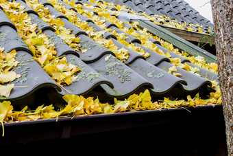 老屋顶散落与黄色的秋天叶子下降从树特写镜头屋顶瓷砖老屋顶散落与黄色的秋天叶子下降从树特写镜头