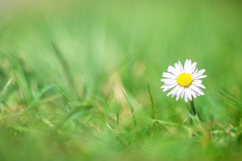 白色黛西绿色草与模糊背景美丽的明亮的春天背景与阳光自然概念特写镜头白色黛西绿色草与模糊背景美丽的明亮的春天背景与阳光自然概念
