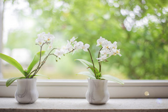 两个精致的白色兰花的窗台上与美丽的绿色视图夏天季节首页<strong>装饰</strong>两个精致的白色兰花的窗台上与美丽的绿色视图夏天季节