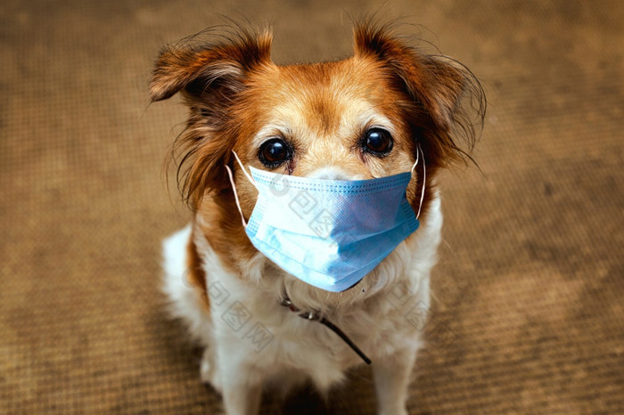 狗穿安全面具为保护电晕病毒科维德保护面具可爱的棕色（的）狗肖像宠物狗穿安全面具为保护电晕病毒科维德保护面具可爱的棕色（的）狗