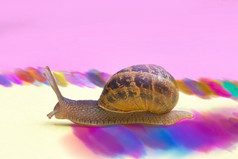 蜗牛爬行色彩斑斓的柔和的背景粉红色的黄色的纸美丽的宏拍摄野生动物可爱的蜗牛与房子和硬阴影特写镜头离开彩虹小道蜗牛爬行色彩斑斓的柔和的背景粉红色的黄色的纸美丽的宏拍摄野生动物可爱的蜗牛与房子和硬阴影离开