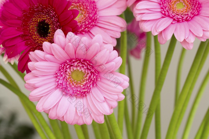 粉红色的黛西花背景色彩斑斓的新鲜的明亮的概念浪漫的设计与绿色叶子美粉红色的黛西花背景色彩斑斓的新鲜的明亮的概念浪漫的设计与绿色叶子
