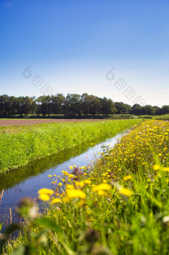 夏天景观的荷兰与绿色草地和平静流和场蒲公英黄色的花的蓝色的天空美丽的自然夏天景观的荷兰与绿色草地和平静流和场蒲公英黄色的花的蓝色的天空