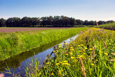 夏天景观的荷兰与绿色草地和平静流和场蒲公英黄色的花的蓝色的天空美丽的自然夏天景观的荷兰与绿色草地和平静流和场蒲公英黄色的花的蓝色的天空