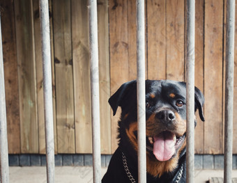 可爱的快乐狗后面栅栏罗特韦尔犬笼子里肖像美丽的宠物锁着的与木背景可爱的快乐狗后面栅栏罗特韦尔犬笼子里肖像美丽的宠物锁着的