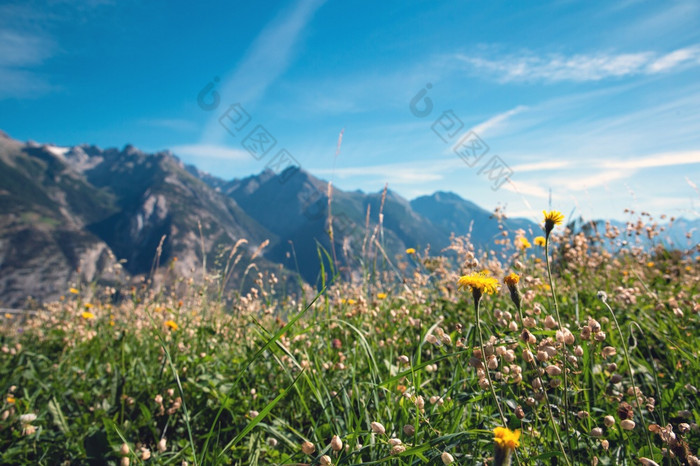 绿色山景观的夏天与花和蓝色的天空的阿尔卑斯山脉瑞士美丽的背景阳光明媚的一天美绿色山景观的夏天与花和蓝色的天空的阿尔卑斯山脉瑞士美丽的背景阳光明媚的一天