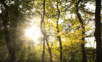 太阳光闪亮的槽的树美丽的森林的荷兰美丽的黄金颜色的秋天美太阳光闪亮的槽的树美丽的森林的荷兰美丽的黄金颜色的秋天