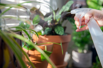 女手喷涂水室内房子植物窗口窗台上与水喷雾瓶取哪绿色房子植物现代室内装饰舒适的首页女手喷涂水室内房子植物窗口窗台上与水喷雾瓶取哪绿色房子植物现代室内装饰