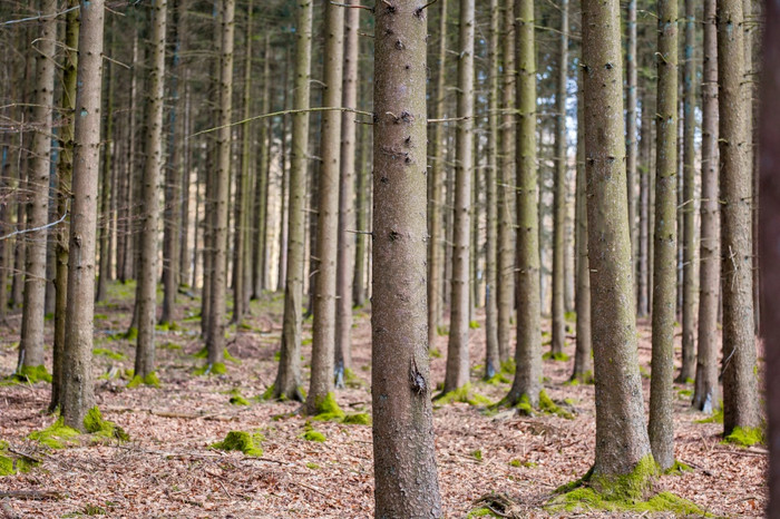 格罗夫松树种植直行森林自然景观背景长和高树干特写镜头格罗夫松树种植直行森林自然景观背景长和高树干