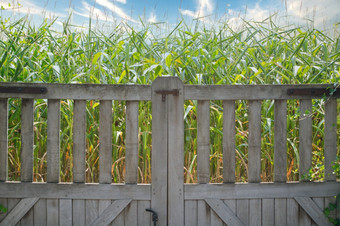 木栅栏附近玉米场蓝色的天空农业自然景观概念美自然木栅栏附近玉米场蓝色的天空农业自然景观概念