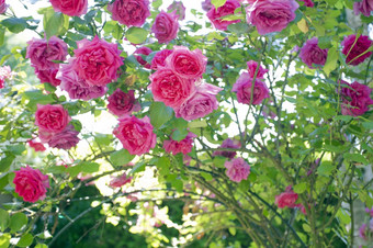 场粉红色的玫瑰蔷薇科对蓝色的天空与绿色树叶花园的夏天背景纹理浪漫的设计复制空间场粉红色的玫瑰蔷薇科对蓝色的天空与绿色树叶花园的夏天背景纹理浪漫的设计