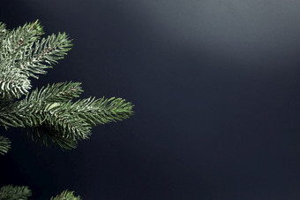 新鲜的绿色冷杉分支关闭与雪和复制空间孤立的黑色的背景圣诞节树假期背景概念快乐圣诞节空间为文本新鲜的绿色冷杉分支关闭与雪和复制空间孤立的黑色的背景圣诞节树假期背景概念快乐圣诞节