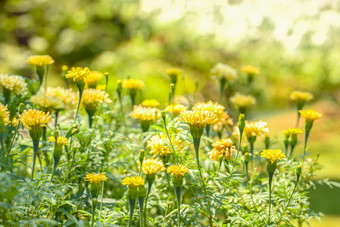 明亮的黄色的野<strong>生花</strong>下的中午太阳与阳光明媚的散景明亮的黄色的野<strong>生花</strong>下的中午太阳