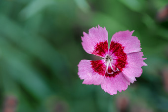 五个花瓣光粉红色的草地康乃馨石竹类植物普拉滕西斯五个花瓣光粉红色的草地康乃馨花
