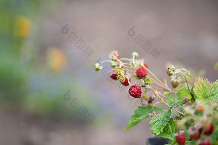 红色的和生野生草莓布什叶子背景红色的和生野生草莓布什