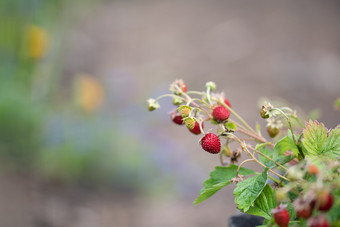 红色的和生野生草莓<strong>布什</strong>叶子背景红色的和生野生草莓<strong>布什</strong>