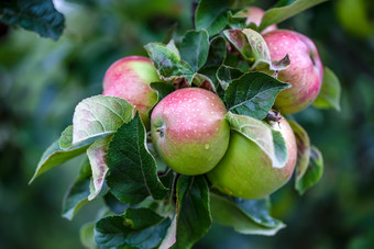 绿色新鲜的苹果与水滴苹果树分支绿色新鲜的苹果与水滴苹果