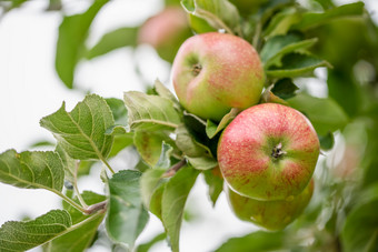 绿色新鲜的苹果苹果树分支的兰花绿色新鲜的苹果苹果树分支
