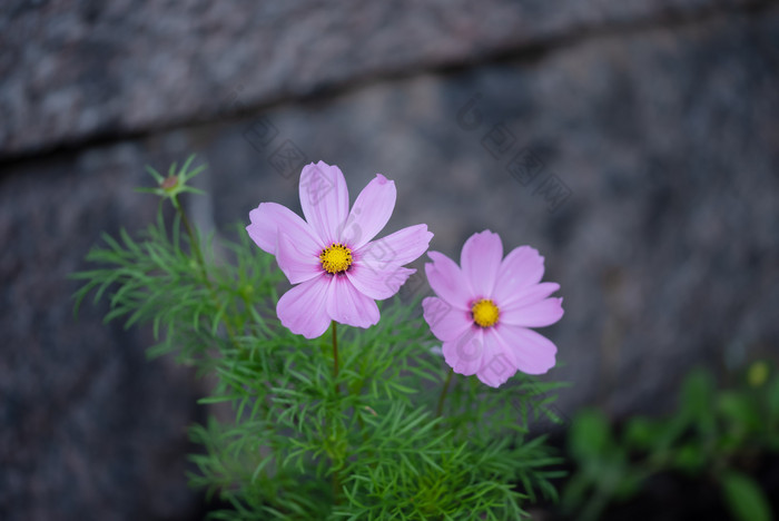明亮的粉红色的宏宇宙花菊科优雅的花场景明亮的粉红色的宏宇宙花白绿色叶子菊科