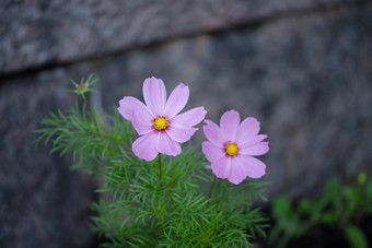 明亮的粉红色的宏宇宙花<strong>菊科</strong>优雅的花场景明亮的粉红色的宏宇宙花白绿色叶子<strong>菊科</strong>