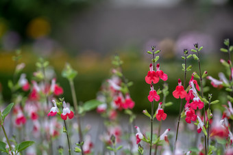 明亮的粉红色的珊瑚<strong>小花</strong>的户外<strong>花</strong>园特写镜头视图明亮的粉红色的珊瑚<strong>小花</strong>的户外<strong>花</strong>园