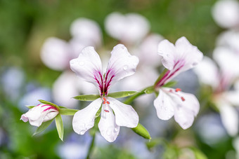 宏照片小白色半边莲花春天花园宏照片小白色和紫色的半边莲花春天